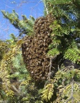 Ma (modeste) première ruche kenyane Download?action=showthumb&id=316